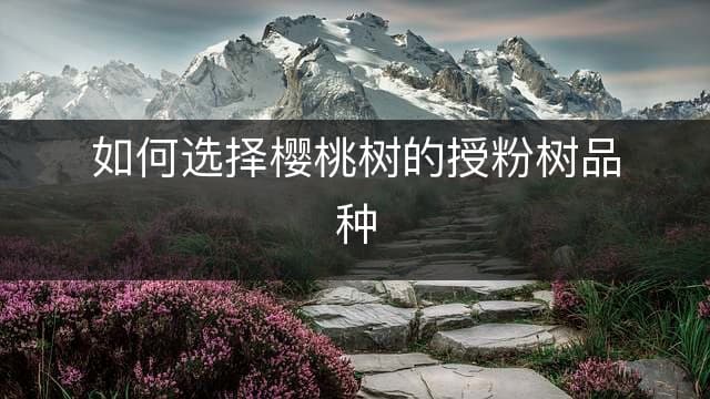 如何选择樱桃树的授粉树品种