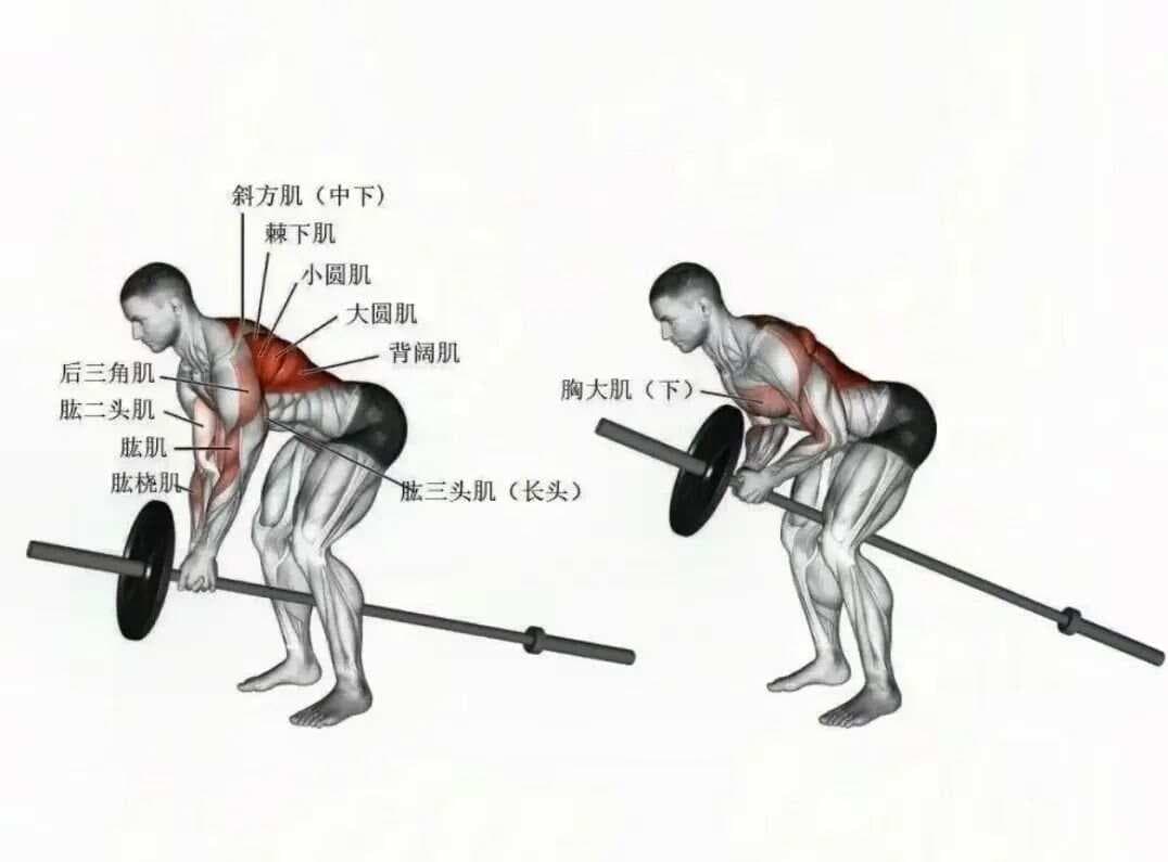 俯身 T 杠划船：塑造完美背形的利器