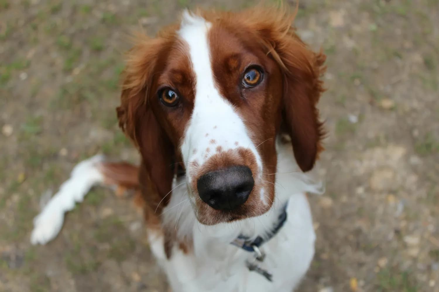 科学训练让你的史宾格犬成为乖宝宝