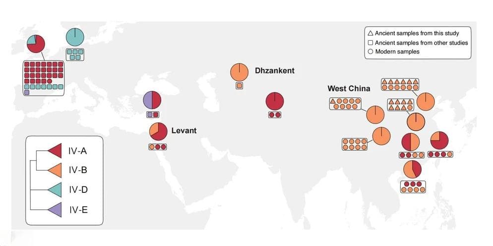 家猫直到唐朝才进入中国 汉代以前的“猫”都是家豹猫