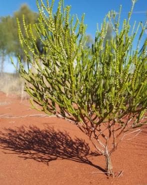 沙漠植物有哪些种类？有什么植物？