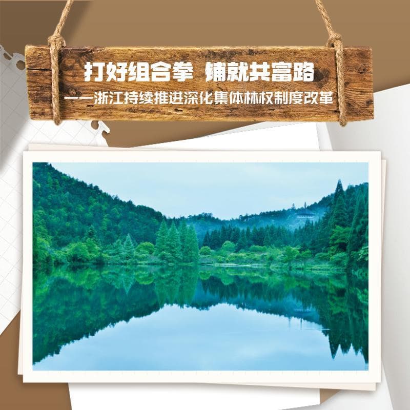 打好组合拳 铺就共富路——浙江持续推进深化集体林权制度改革