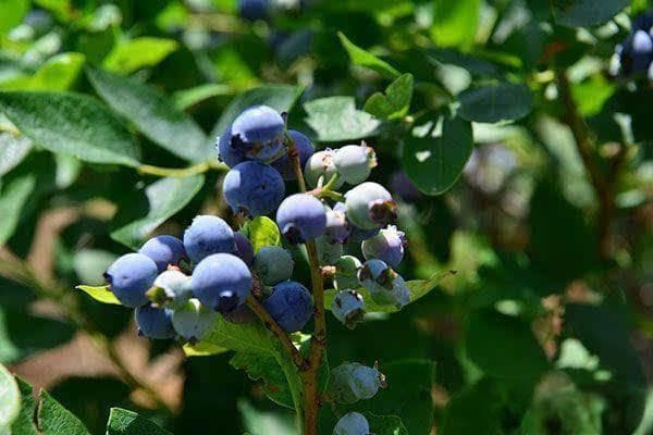 蓝莓怎么施肥？用什么肥料最好？