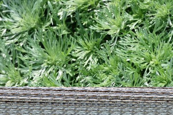 白蒿简介：从植物学特征到栽培技术的全面解析