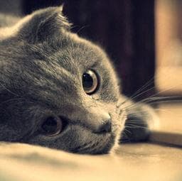 猫咪健康检查指南：体检、血液检查、粪便检查和疫苗接种全解析