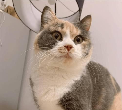 六个行为证明猫咪把你当主人了