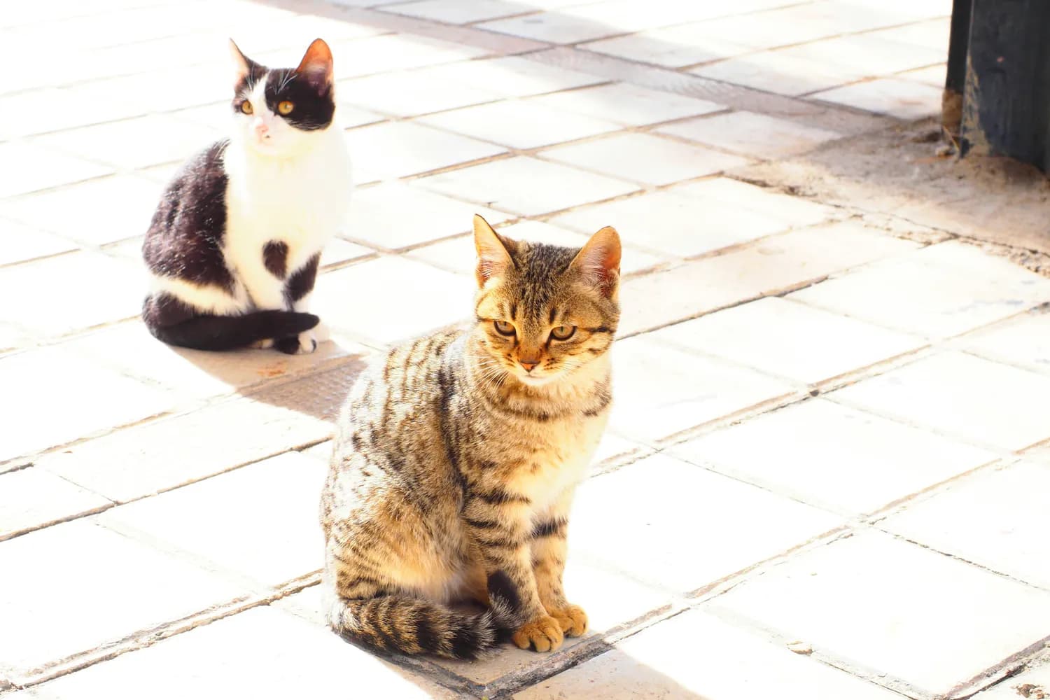 短毛猫 vs 长毛猫：谁更长寿？
