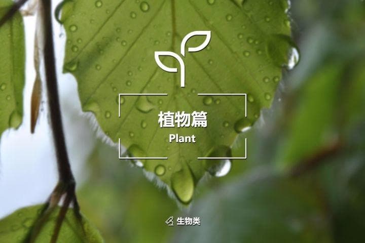 水松木：葡萄酒的守护神与多元化制品的材料