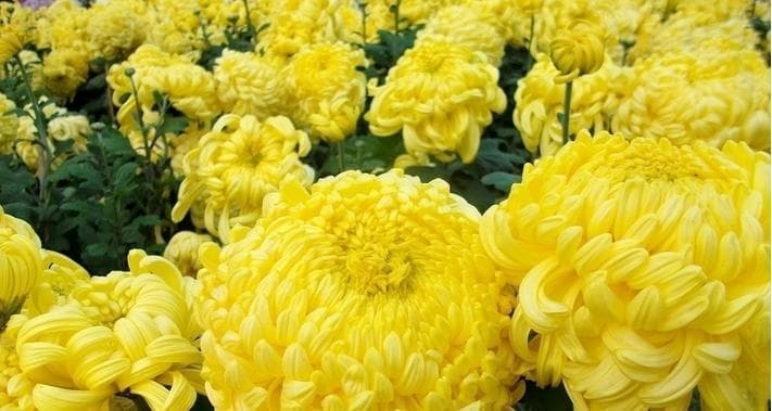 菊花的象征意义：坚贞不屈、高洁纯正与文化内涵