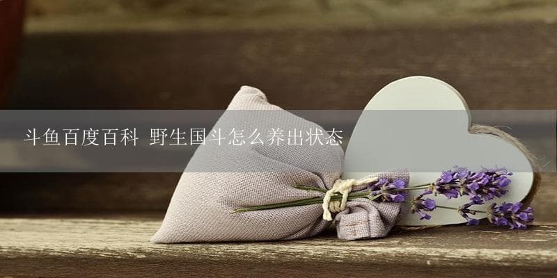 斗鱼百度百科 野生国斗怎么养出状态