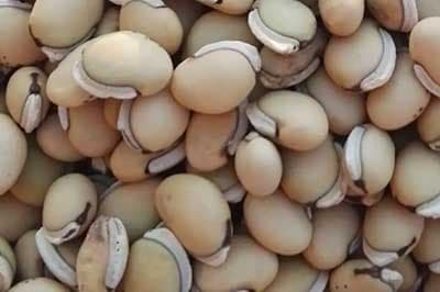 白扁豆：传统功效与现代研究