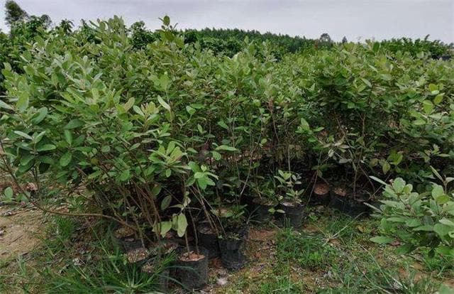 桃金娘的种植方法介绍以及栽培管理