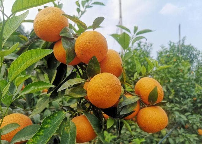 沃柑种植技术与管理要点