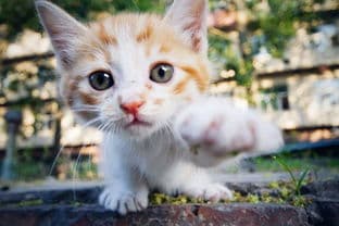 猫咪感冒怎么办？症状识别与治疗全攻略