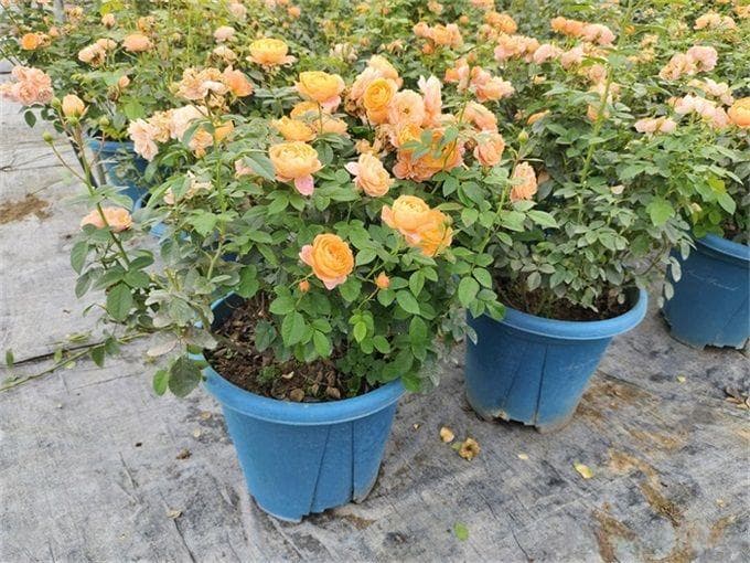 月季想要秋花开得爆？施肥攻略要做好