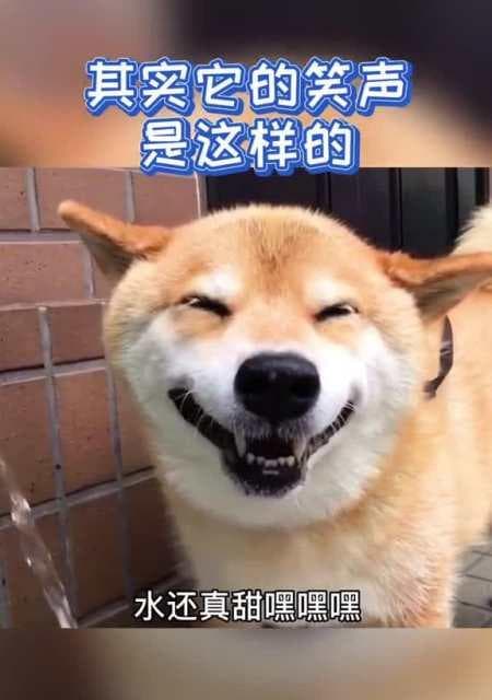 犬细小病毒感染：从诊断到治疗的全面指南