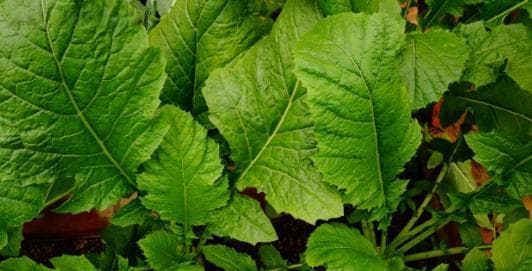 芥菜的全面指南：从种类到应用
