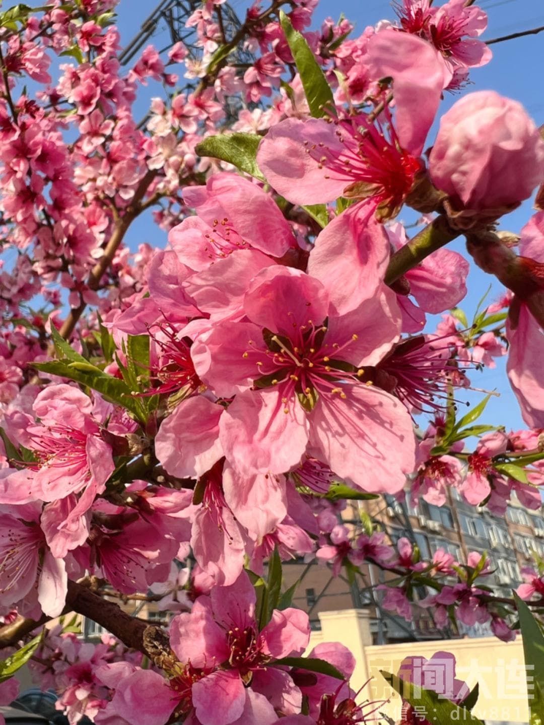 看“花”眼了！2024版大连追花日历来了