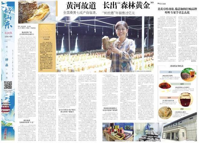 全国桑黄七成产自临清，黄河故道长出“森林黄金”