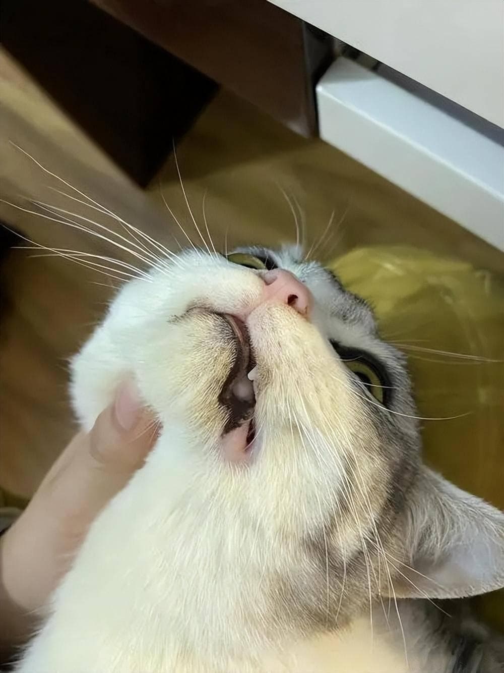 猫咪黑下巴的成因、症状与防治指南
