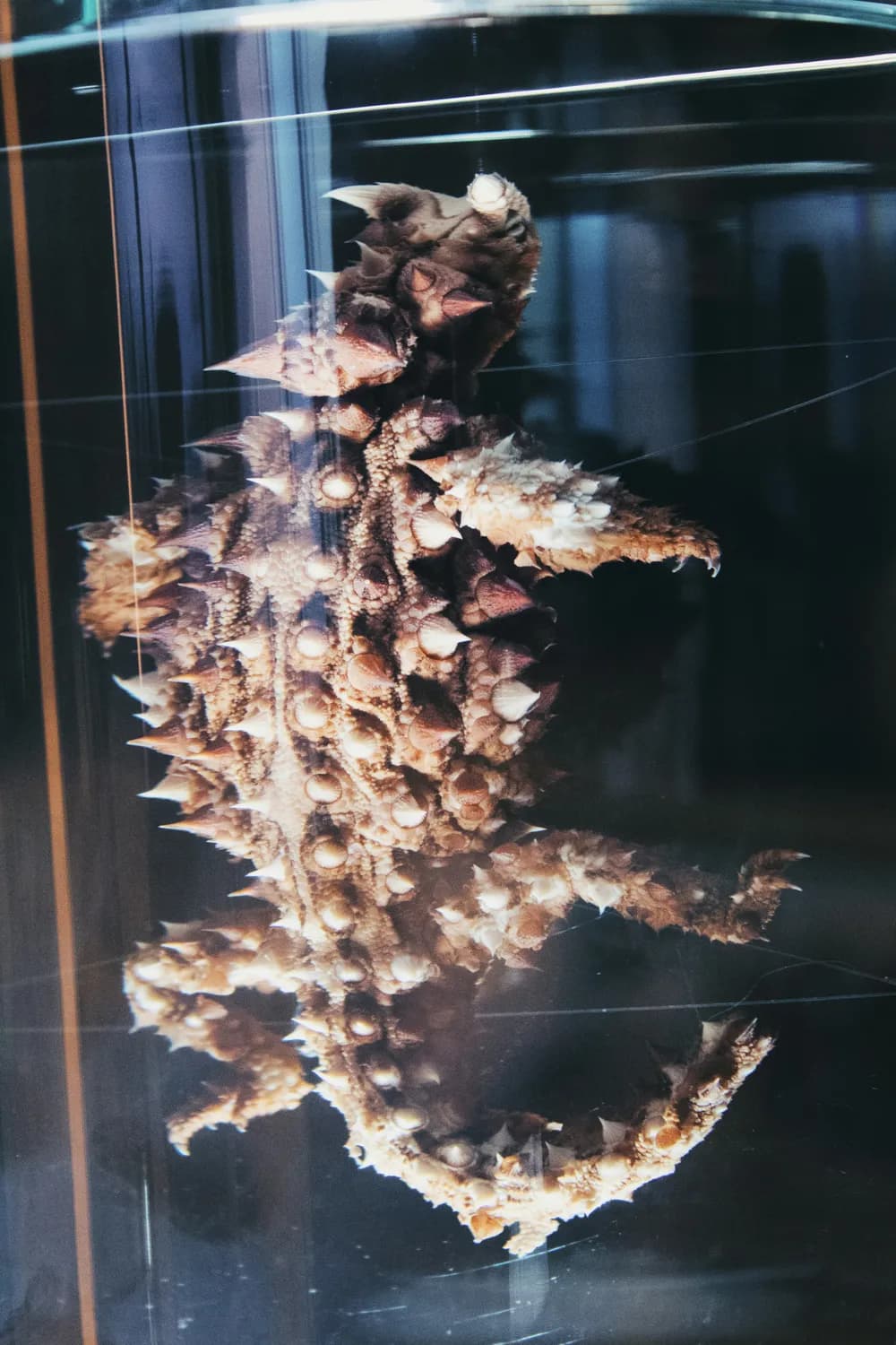 鲁格赛特：宇宙吞噬者的终极技能揭秘