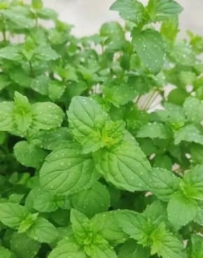 薄荷多久浇水一次最好？注意事项是什么？