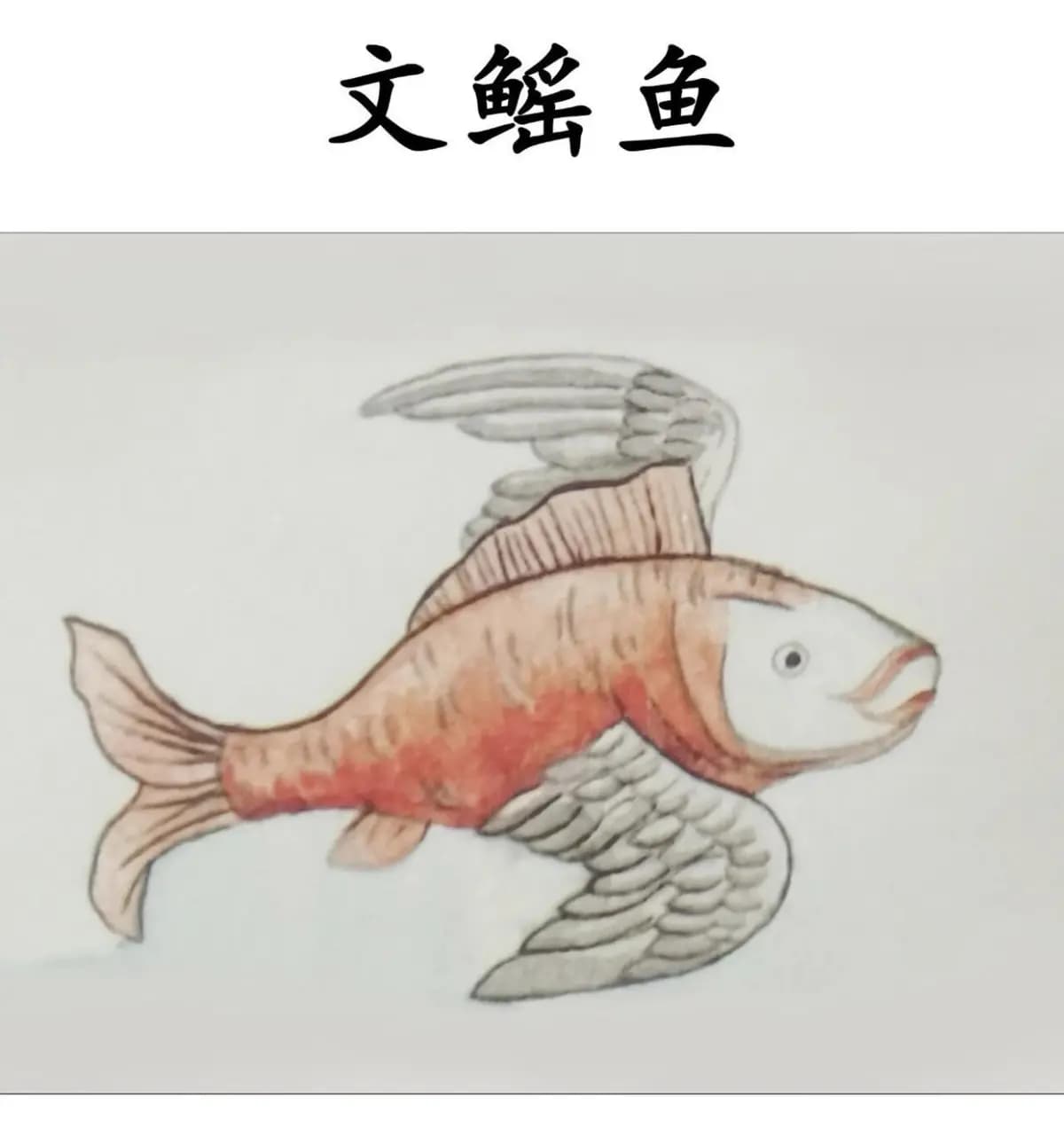 山海经中的神秘生物：文鳐鱼