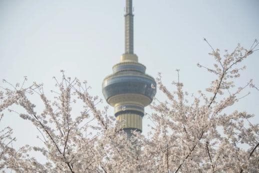 美成画，2024北京最全赏花地图，看遍京城的花花世界