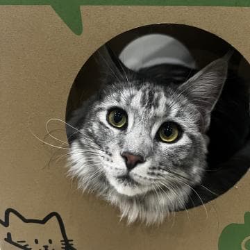 如何判断猫咪摔伤的严重程度？