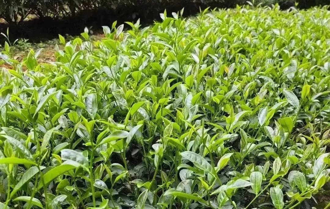 武夷岩茶“采茶季”