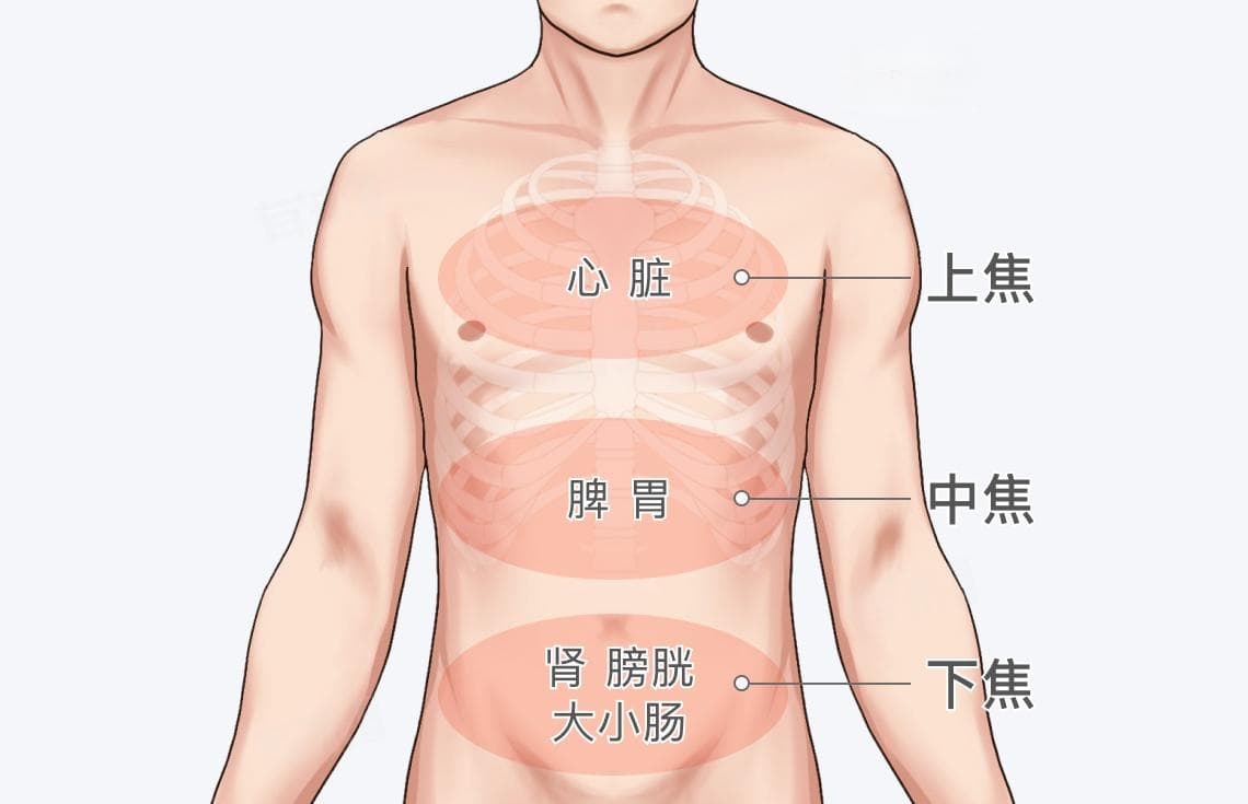 上焦中焦下焦都是哪个部位