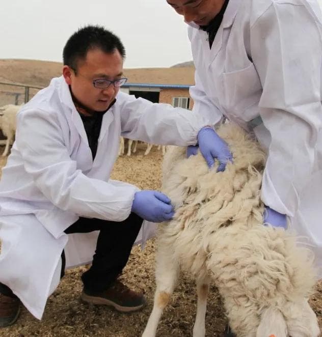 牛羊养殖驱虫指南：时间表、方法与抗药性预防