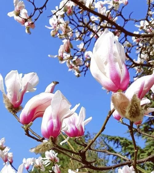 12月开什么花（12月代表性的花）