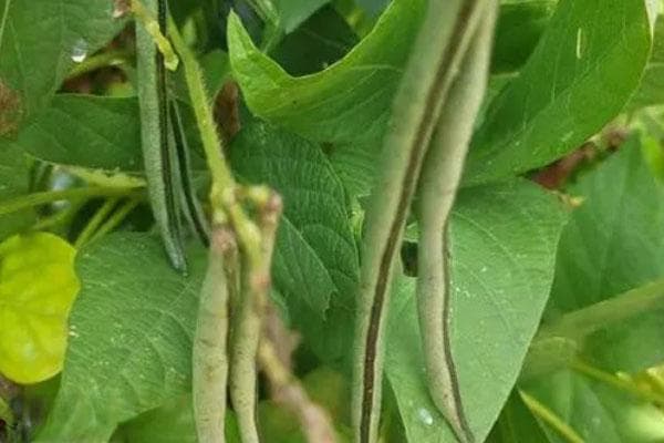 红小豆种植时间与方法
