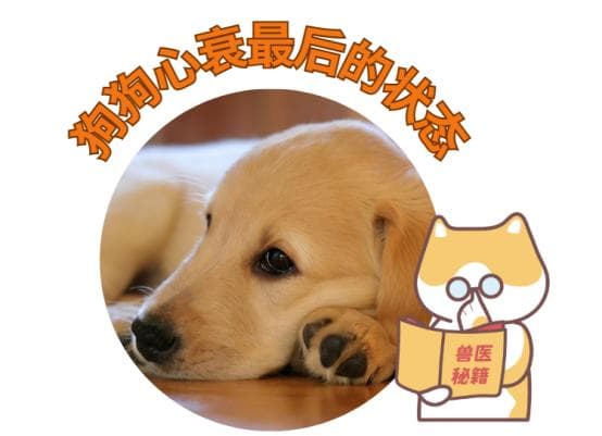 识别狗狗心衰晚期症状，做好临终关怀准备