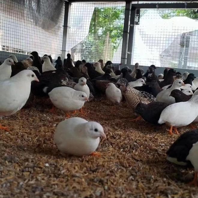温度多少度适宜芦丁鸡生长