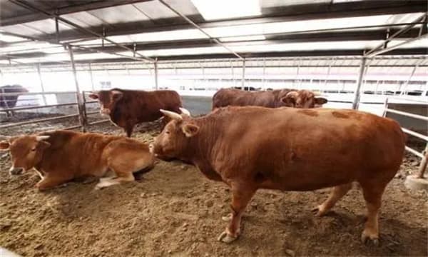 农村自繁自养肉牛育肥养殖有哪些注意事项