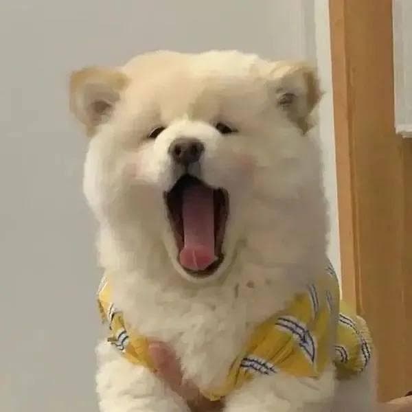 狗狗夜里频繁咳嗽，可能是心脏问题！一文详解二尖瓣反流病例