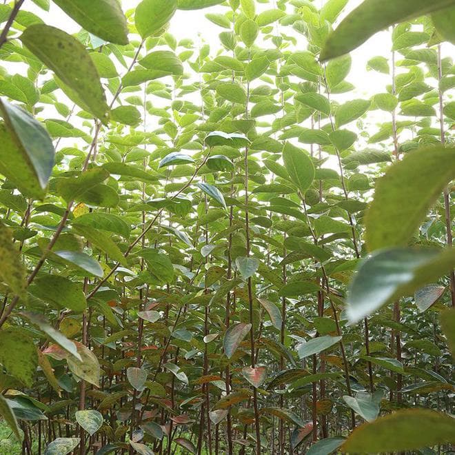 柿子树苗：多品种对比，探寻优质之选