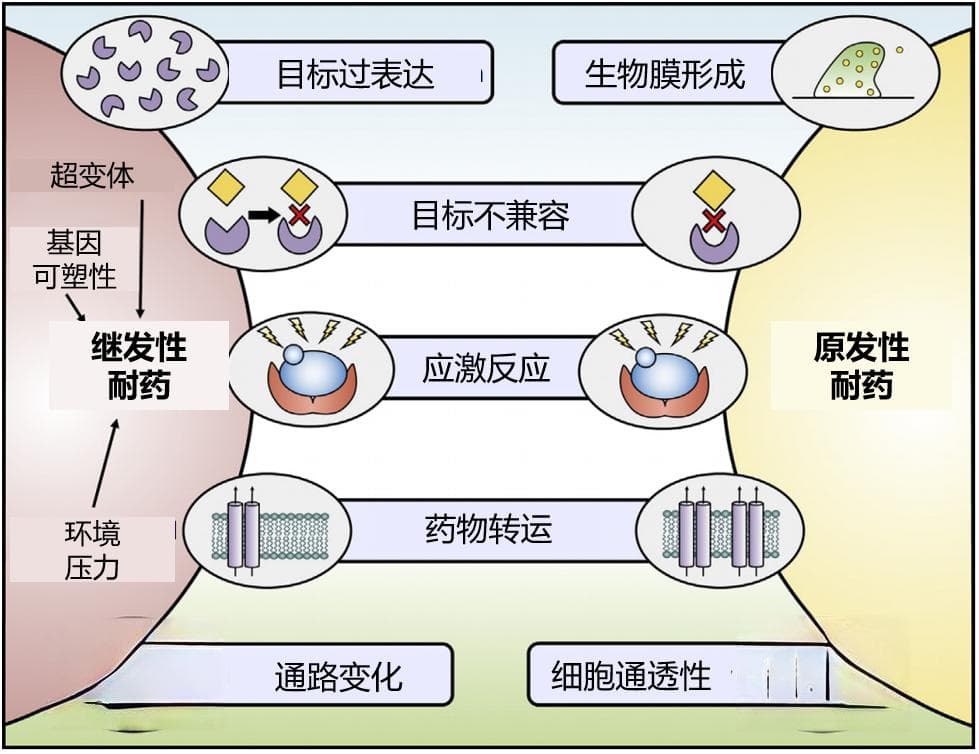 虽浅尤深：浅部真菌为何需要双靶点药物？