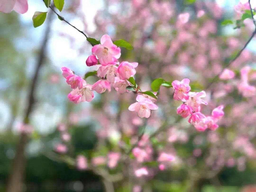 春有约 花不误，徐汇区各处垂丝海棠盛开