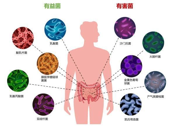 揭秘肠道细菌的双重身份