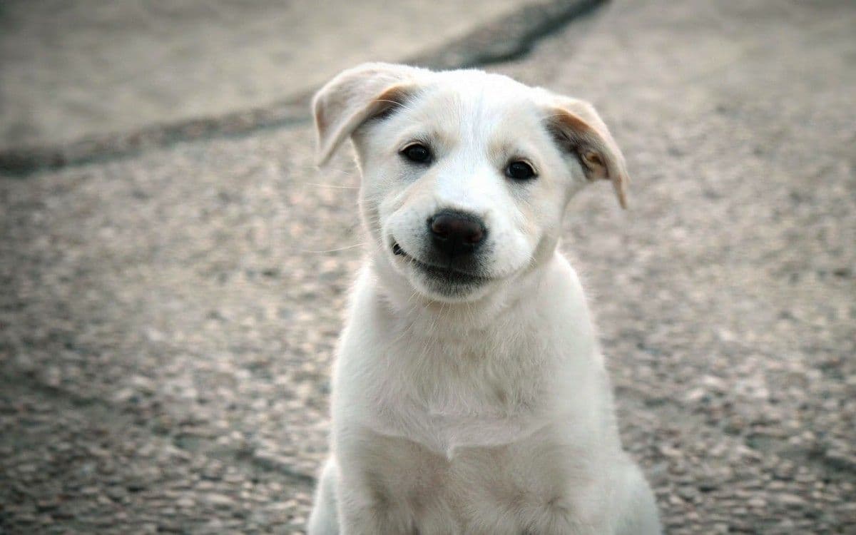 犬髋关节发育不全：症状、原因、诊断与治疗全解析