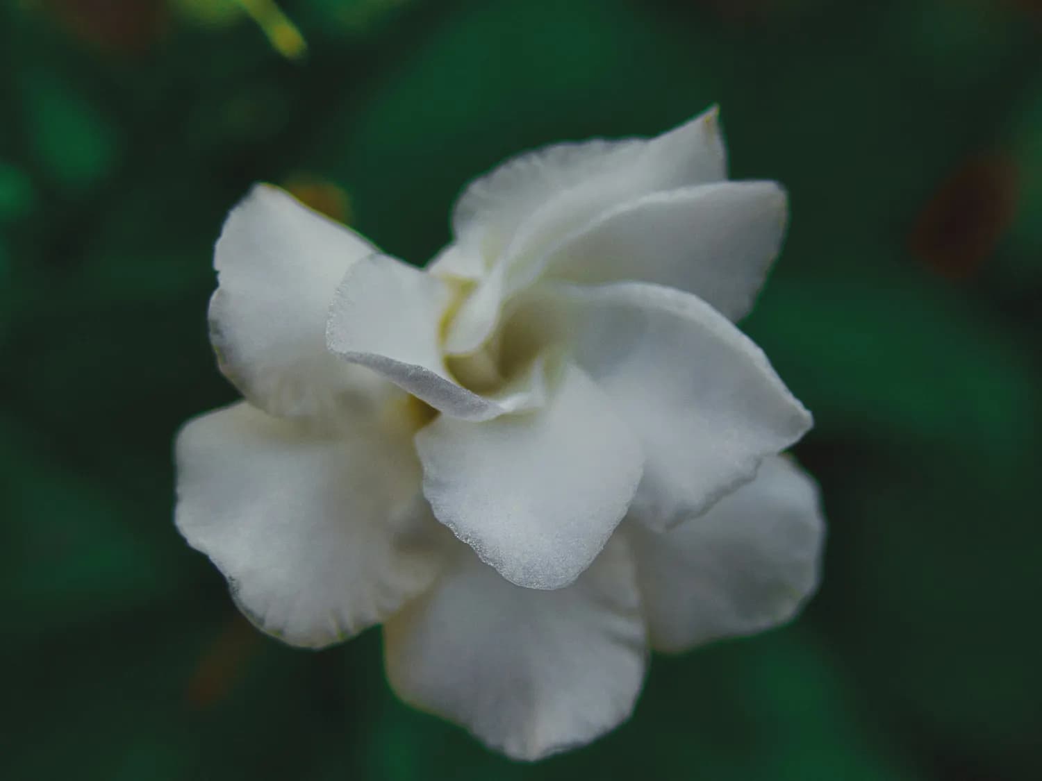 栀子花的养生密码：从传统中药材到现代饮品