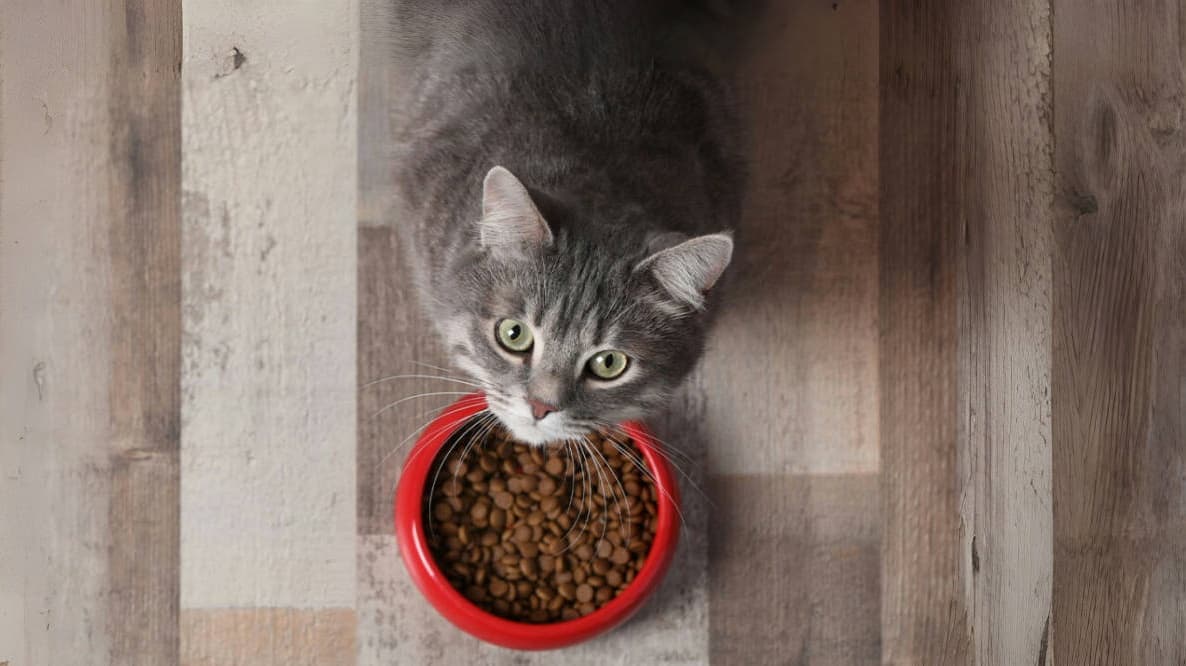 猫粮中的哪些成分需要格外注意