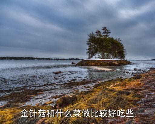 金针菇的多种美味做法：从炒菜到汤品的全方位指南