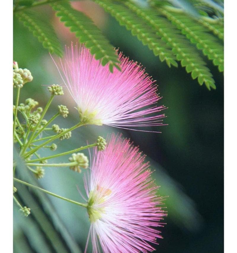 合欢花的花语：从传统文化到现代情感表达