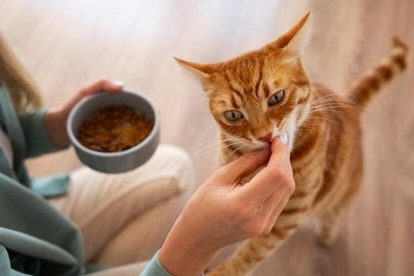 让猫咪快乐健康的最佳猫食碗指南