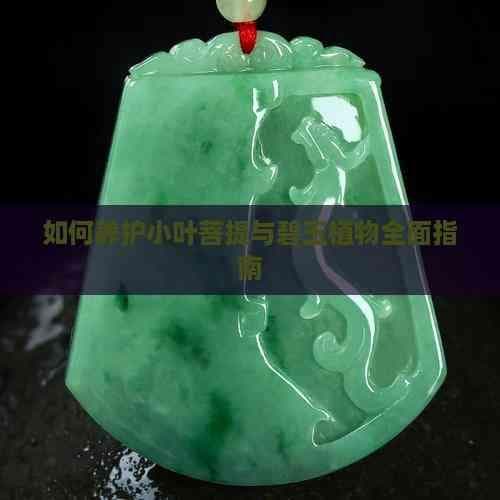 如何养护小叶菩提与碧玉植物全面指南