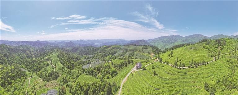 “一抹茶香”的超级工厂——贵山“观茶”系列报道之江口篇